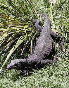 bayawak price|DENR saves 11 ‘bayawak’ openly sold in Pampanga.